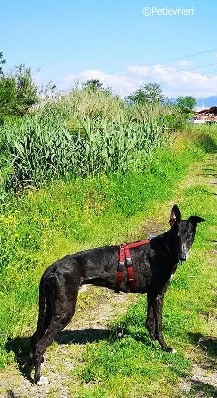 kamikaze king adozione greyhound macao 2 4