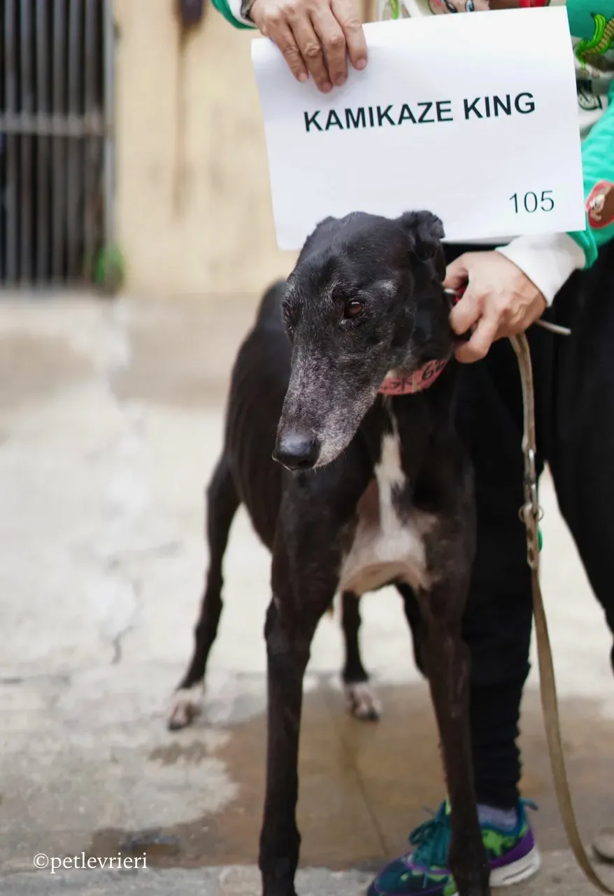 kamikaze king adozione greyhound macao 2