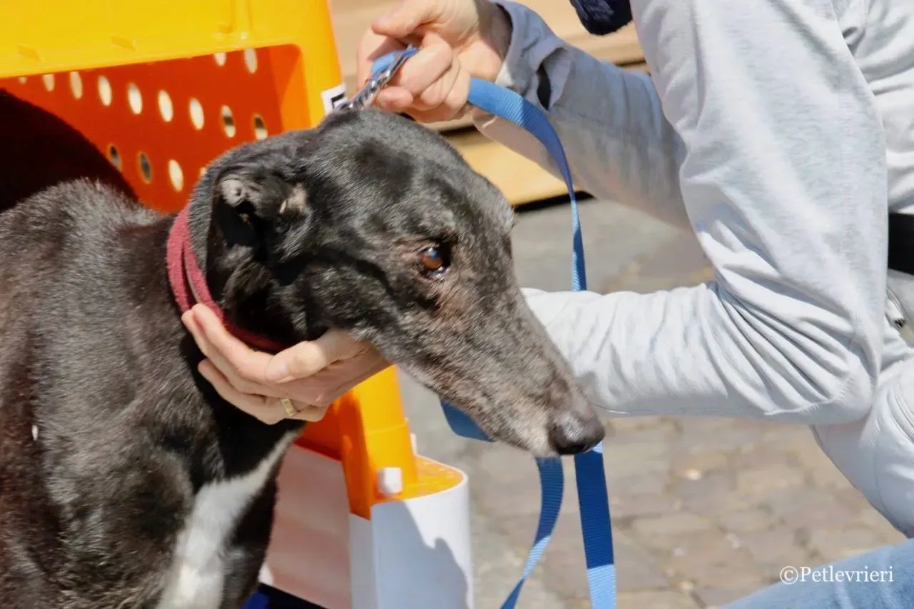 kamikaze king adozione greyhound macao 20