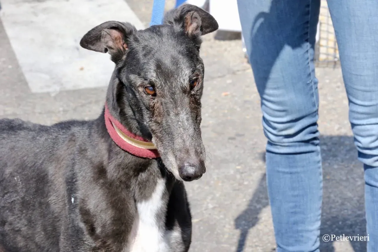 kamikaze king adozione greyhound macao 21