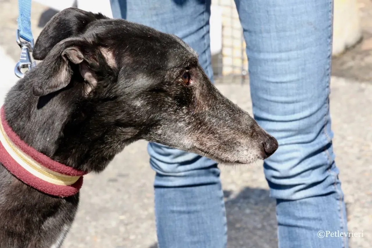 kamikaze king adozione greyhound macao 22