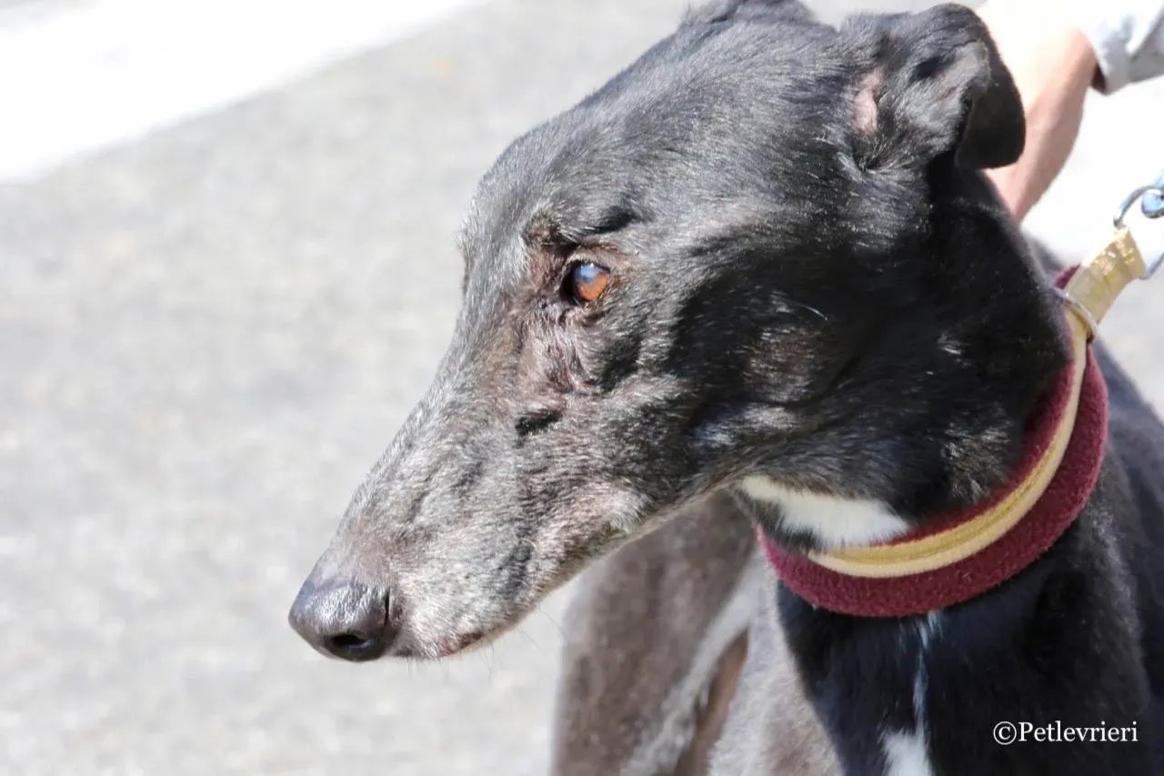 kamikaze king adozione greyhound macao 23