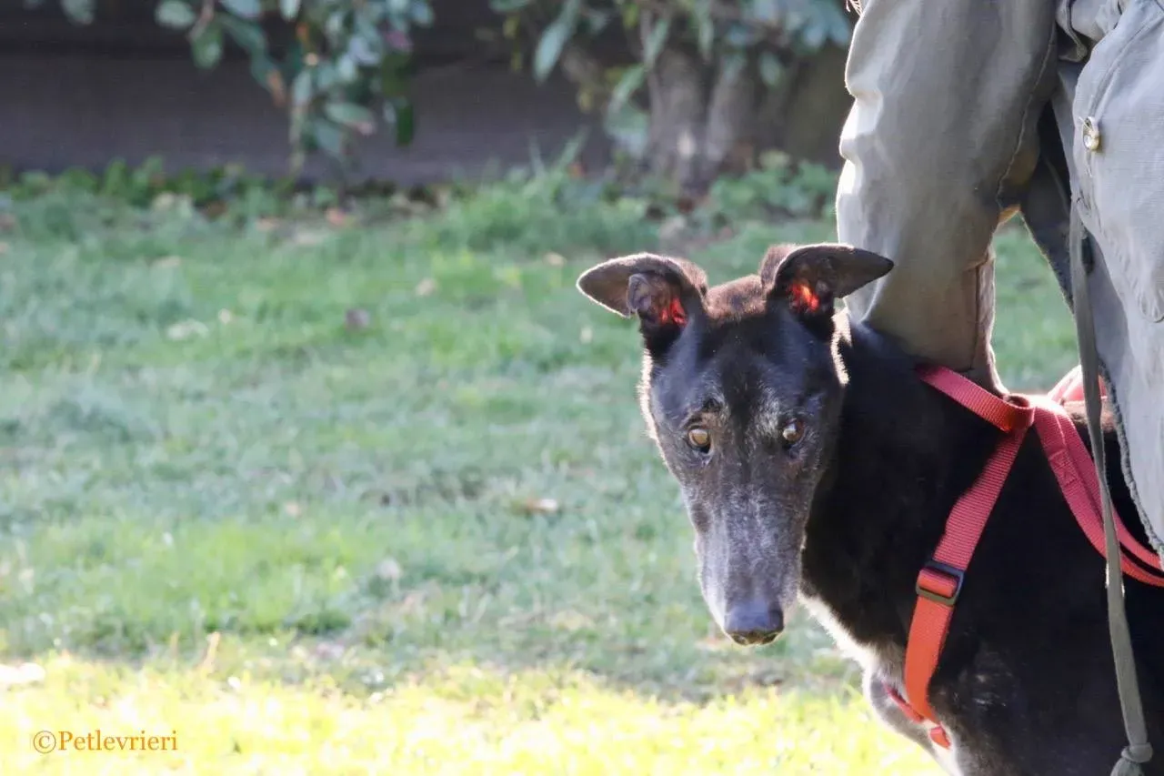 kamikaze king adozione greyhound macao 3 1