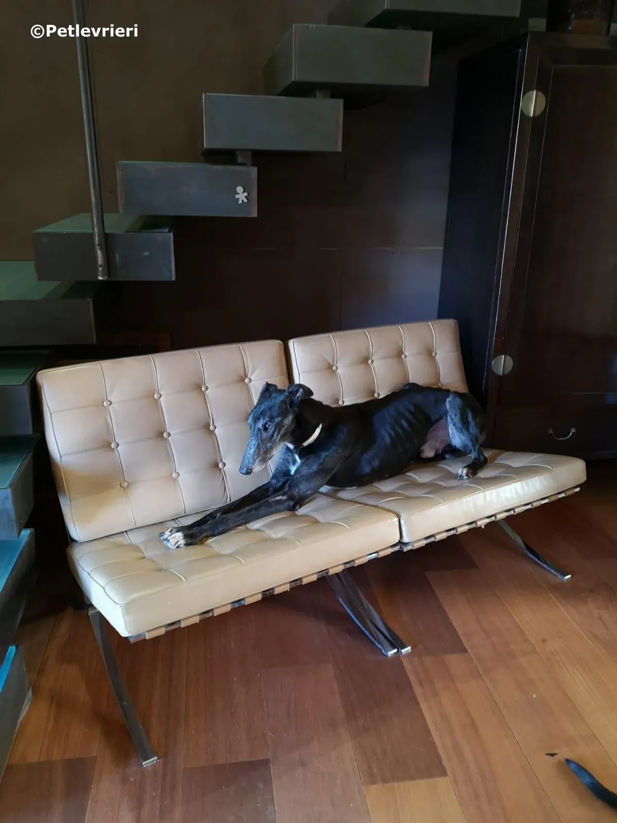 kamikaze king adozione greyhound macao 3 3