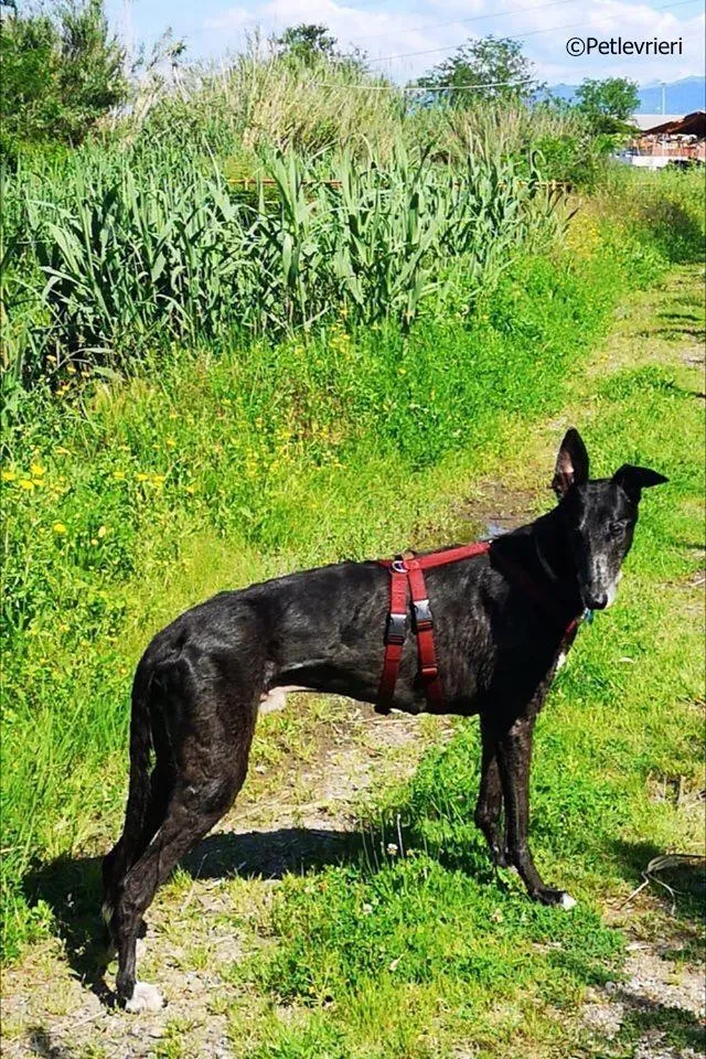 kamikaze king adozione greyhound macao 3 4