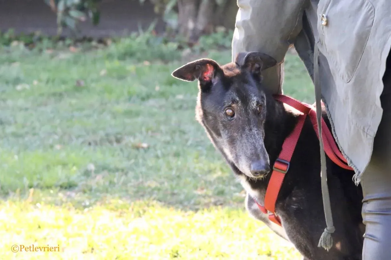 kamikaze king adozione greyhound macao 4 1