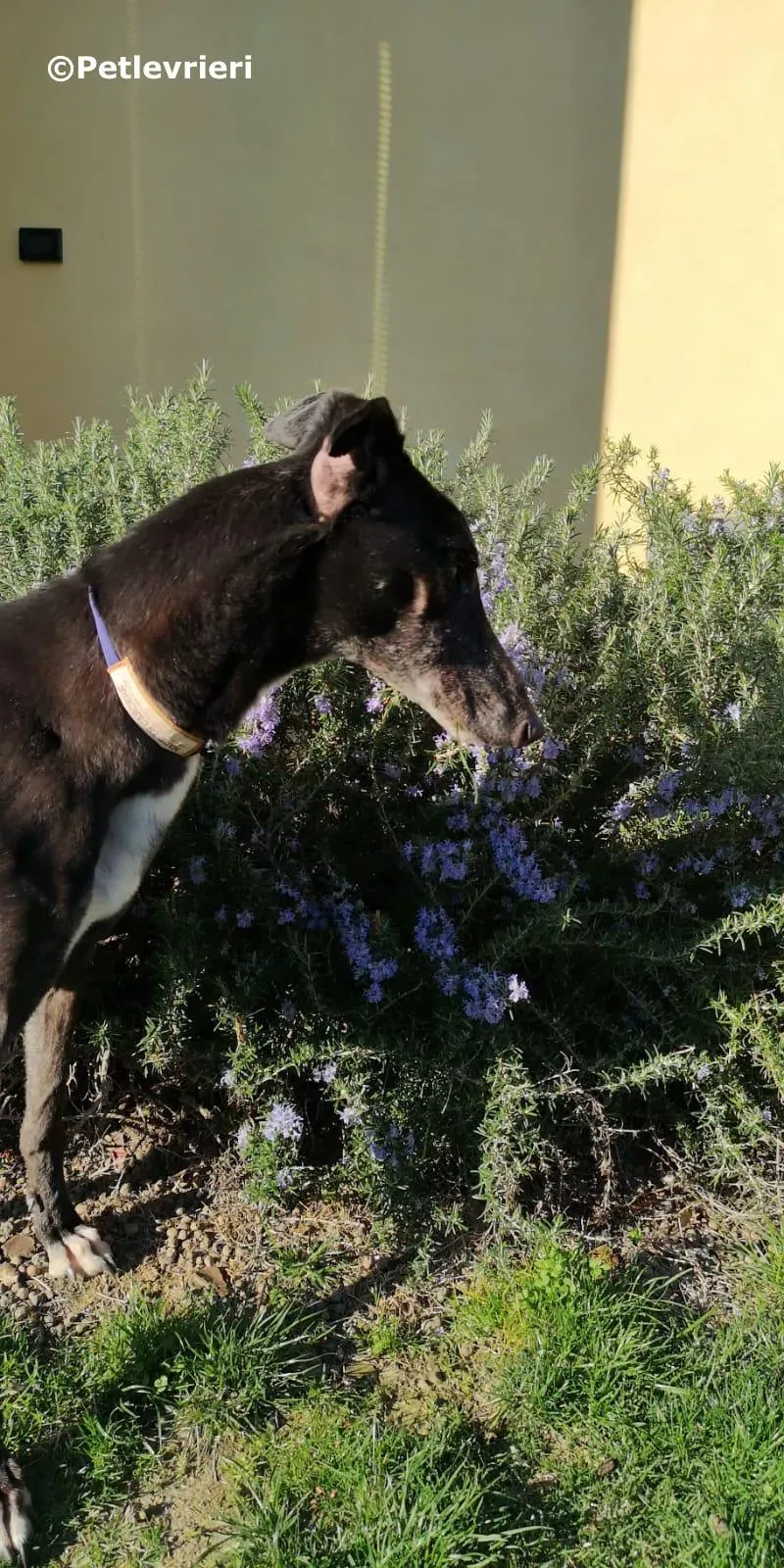 kamikaze king adozione greyhound macao 4 2