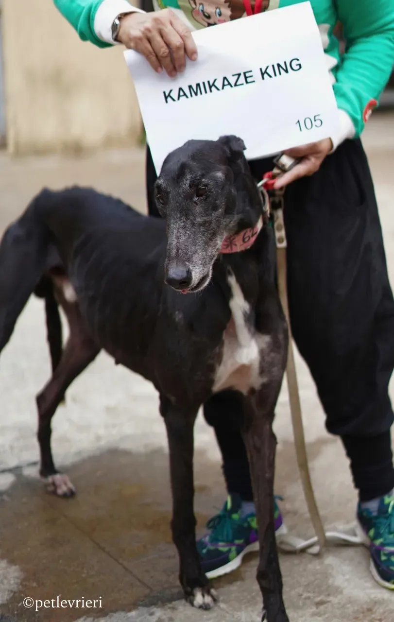 kamikaze king adozione greyhound macao 4