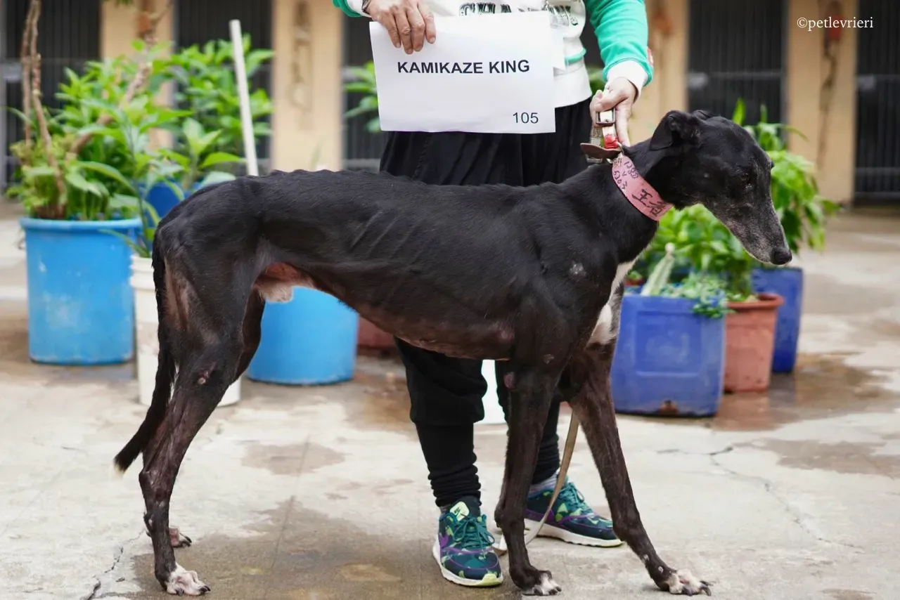 kamikaze king adozione greyhound macao 5