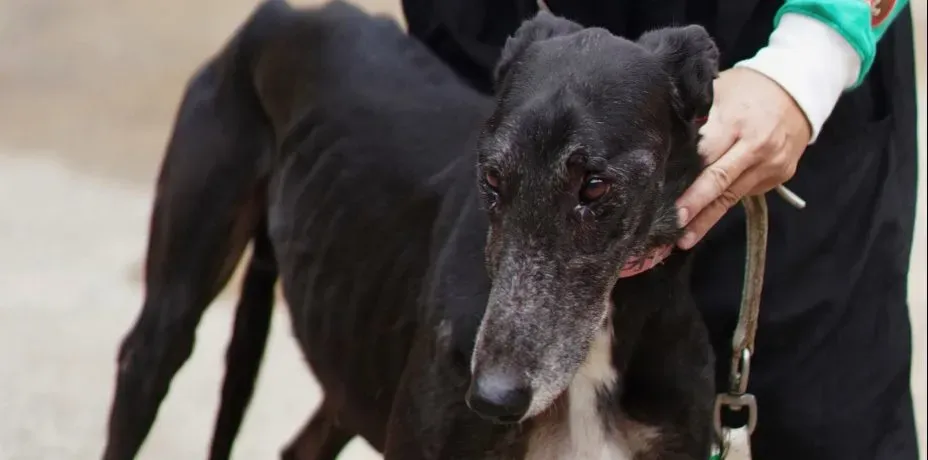 kamikaze king adozione greyhound macao 6 e1544477661153