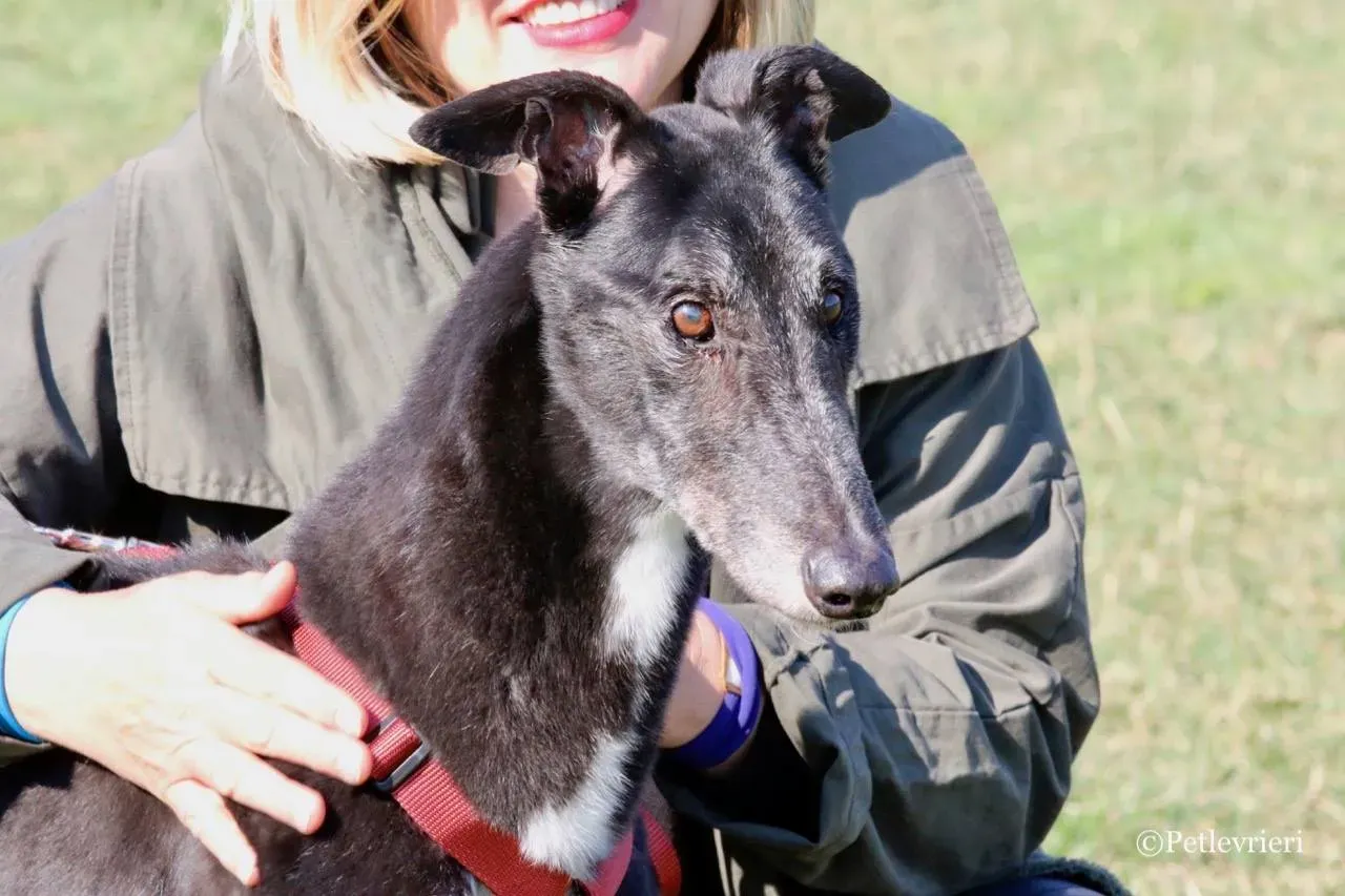 kamikaze king adozione greyhound macao 7 1