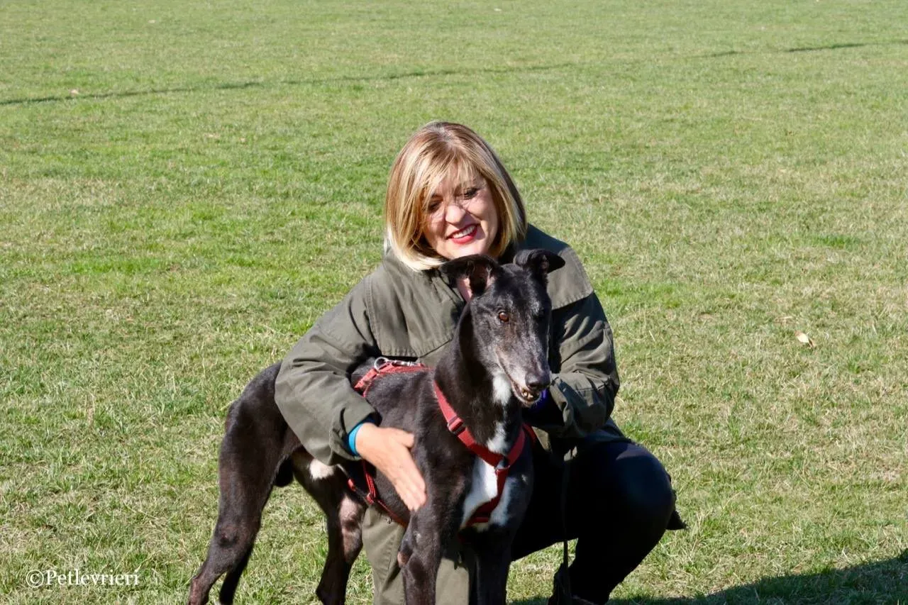 kamikaze king adozione greyhound macao 8 1