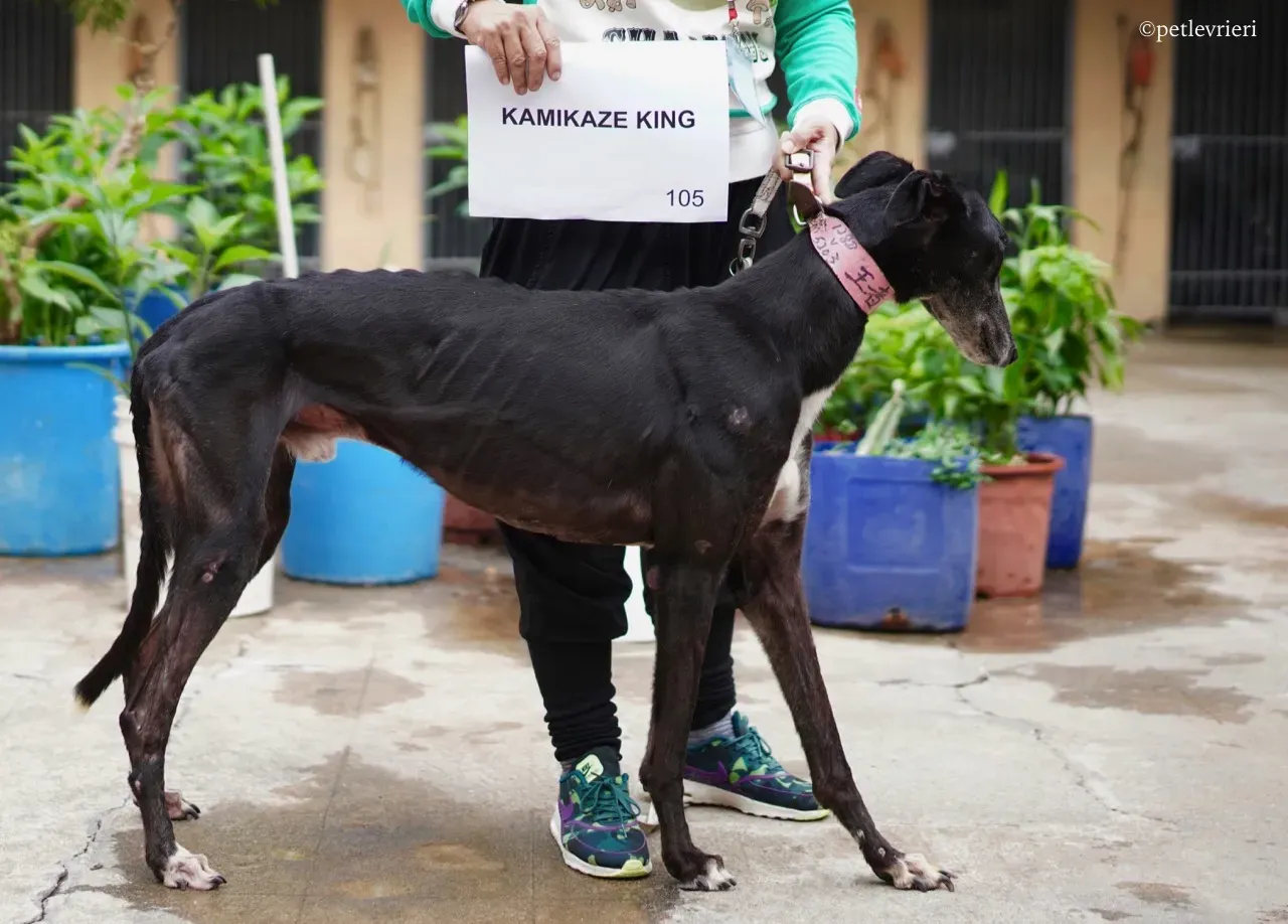 kamikaze king adozione greyhound macao 8