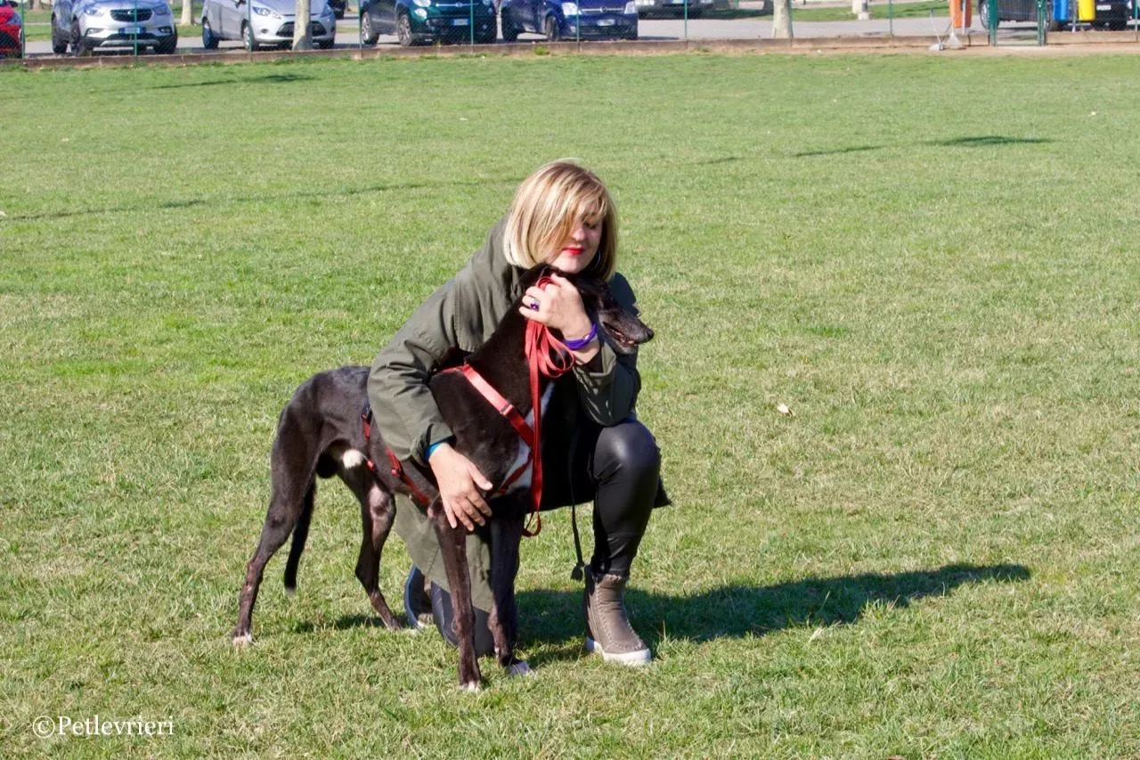 kamikaze king adozione greyhound macao 9