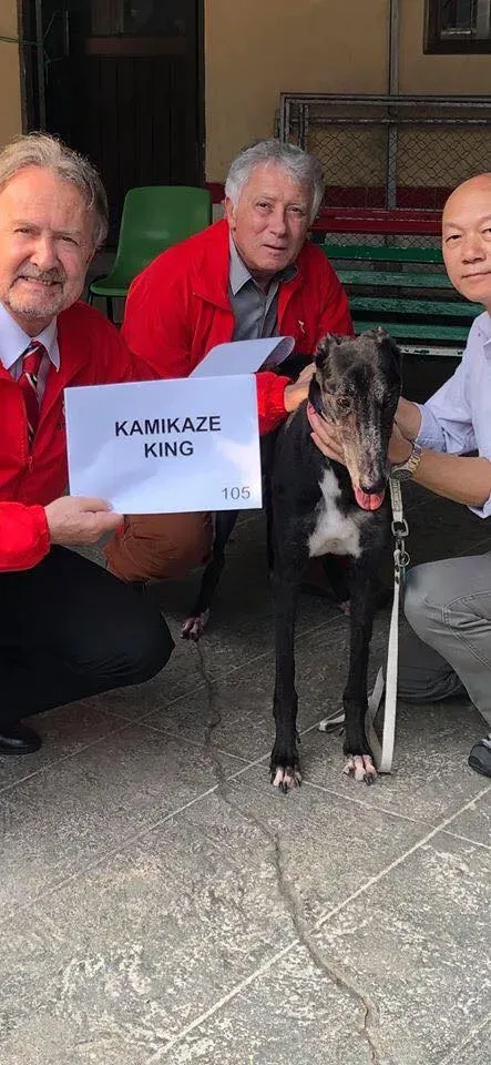 kamikaze king adozione greyhound macao
