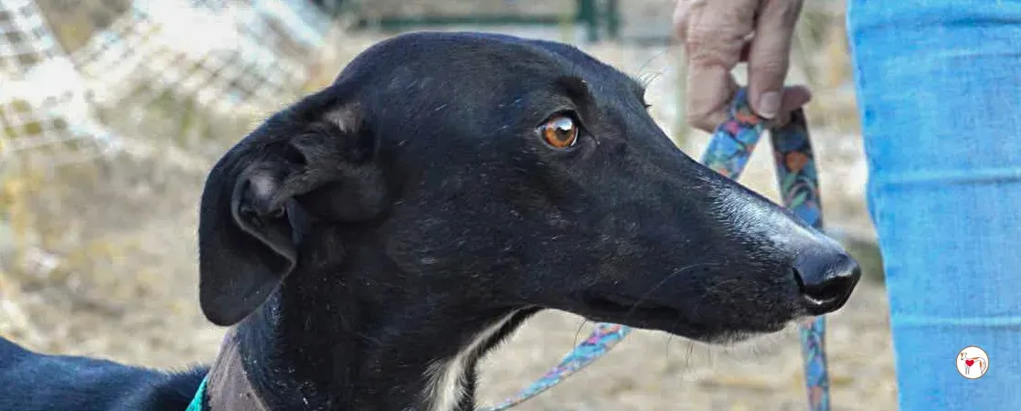 karol galgo adozione 00 copertina a