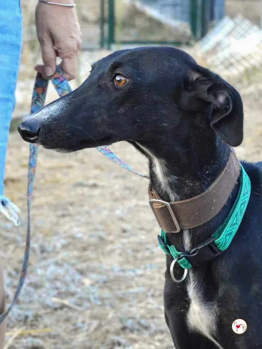 karol galgo adozione 1