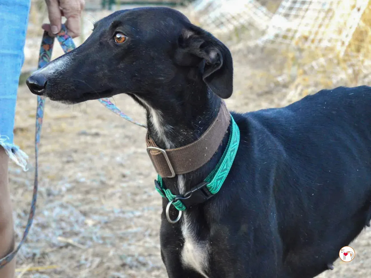 karol galgo adozione 2