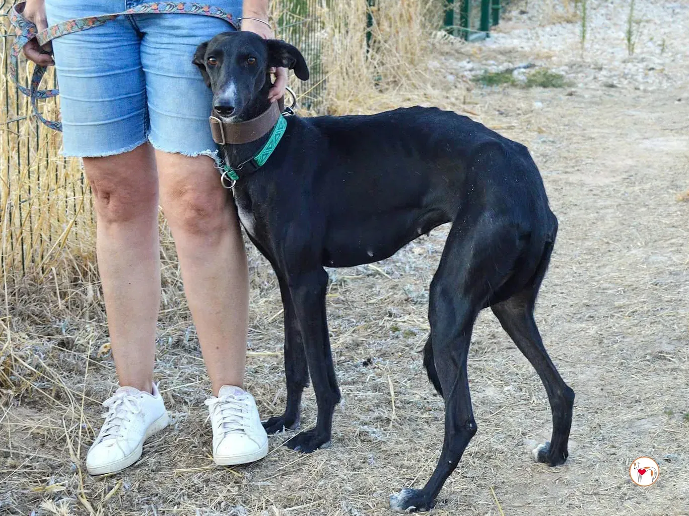 karol galgo adozione 3