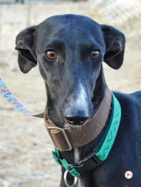 karol galgo adozione 4