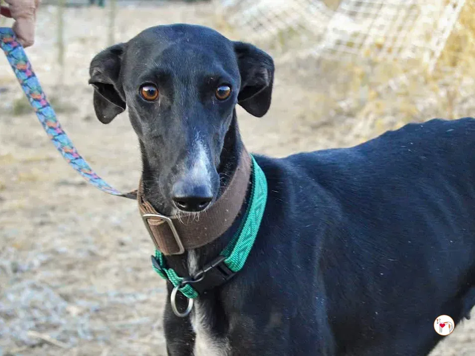 karol galgo adozione 5