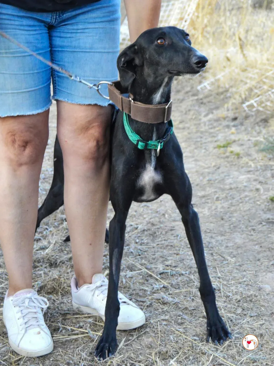 karol galgo adozione 6