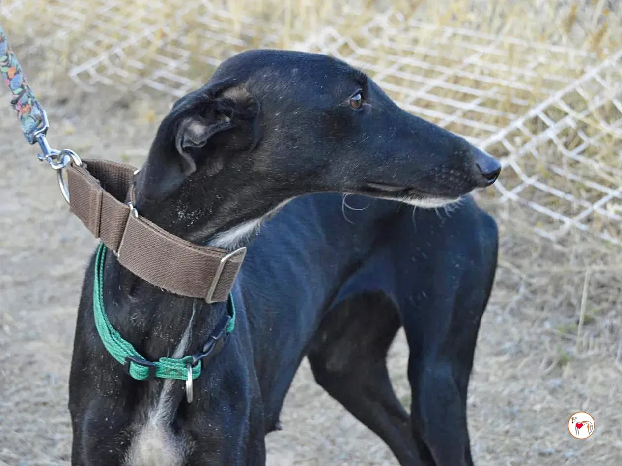 karol galgo adozione 7