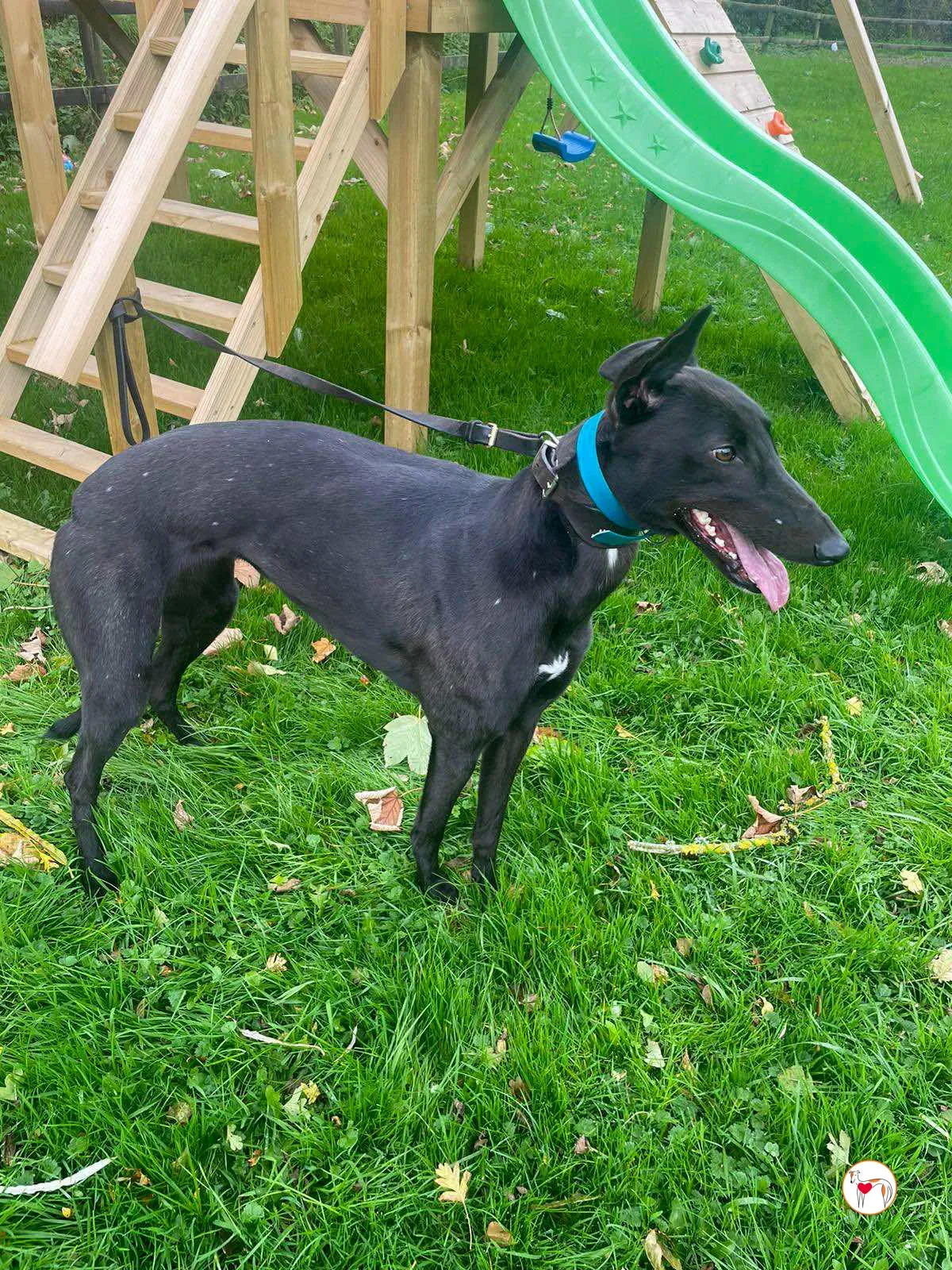 kate grey adozione 01