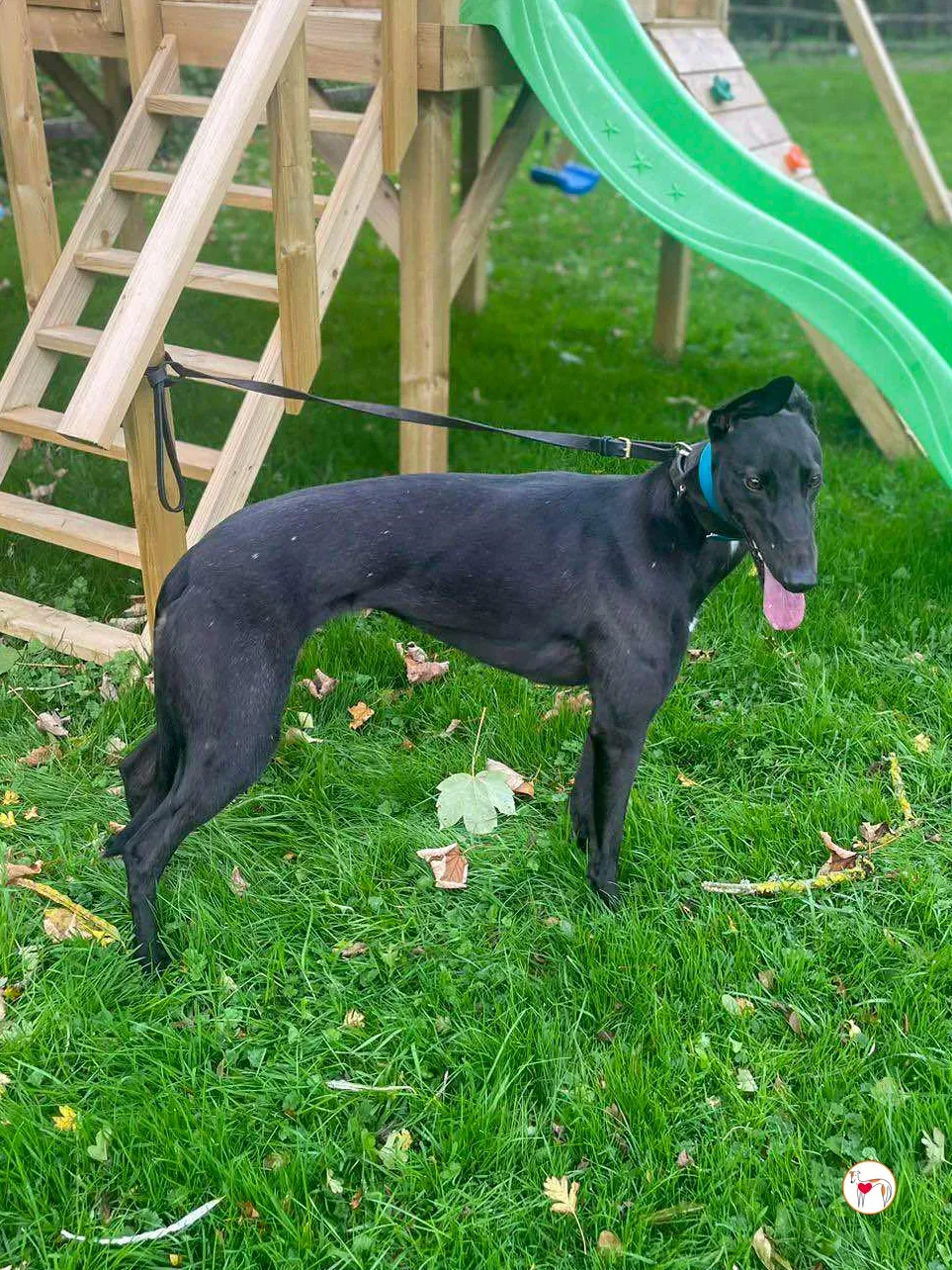 kate grey adozione 02