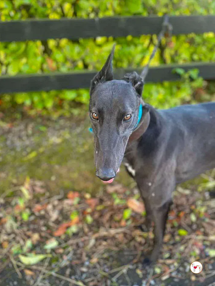 kate grey adozione 03