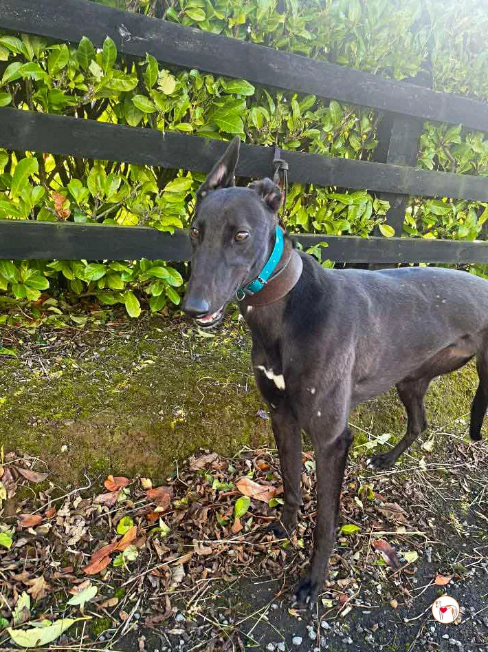 kate grey adozione 04