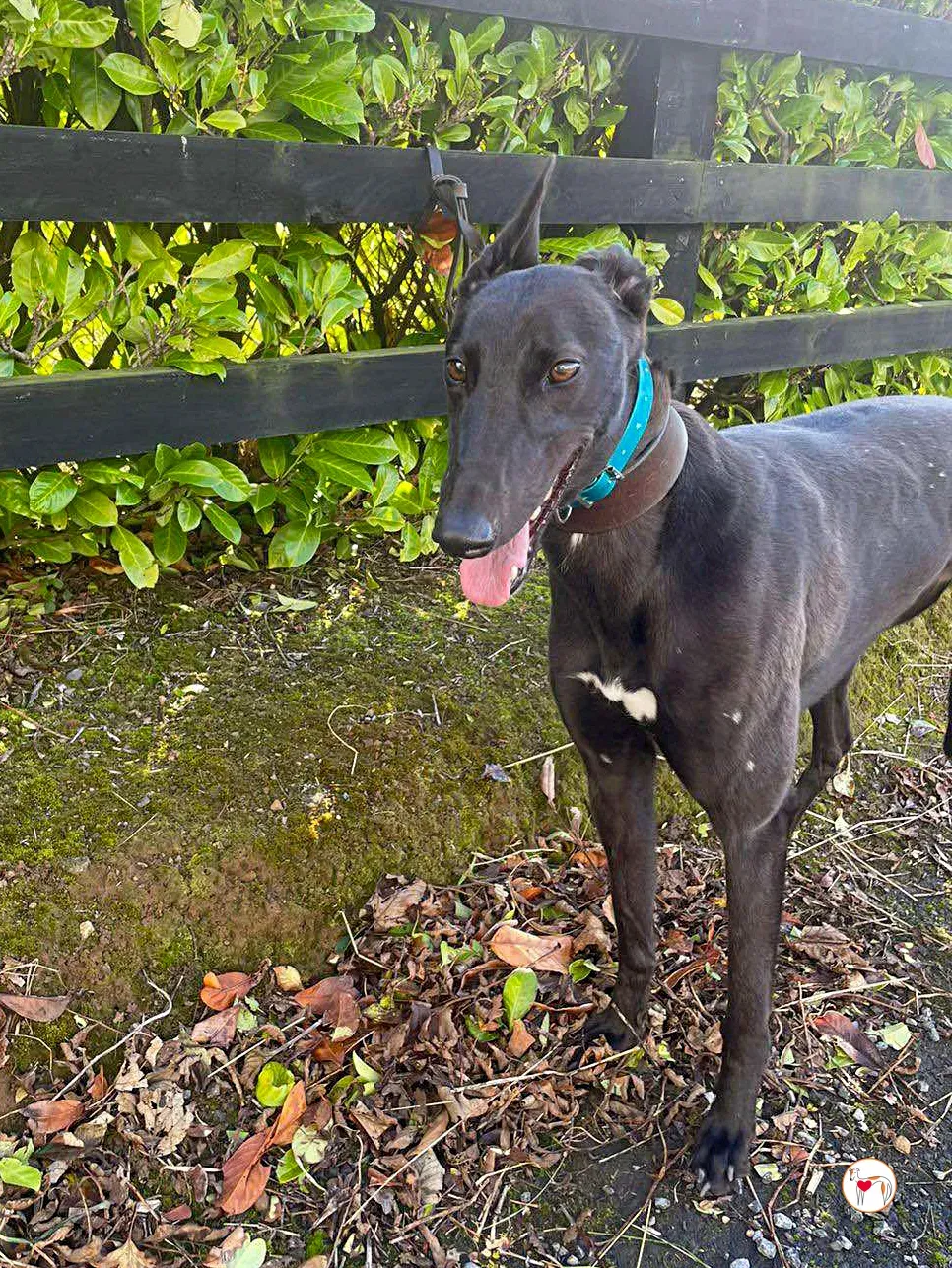 kate grey adozione 05