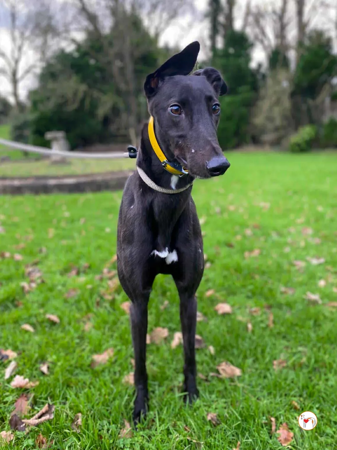 kate grey adozione 06