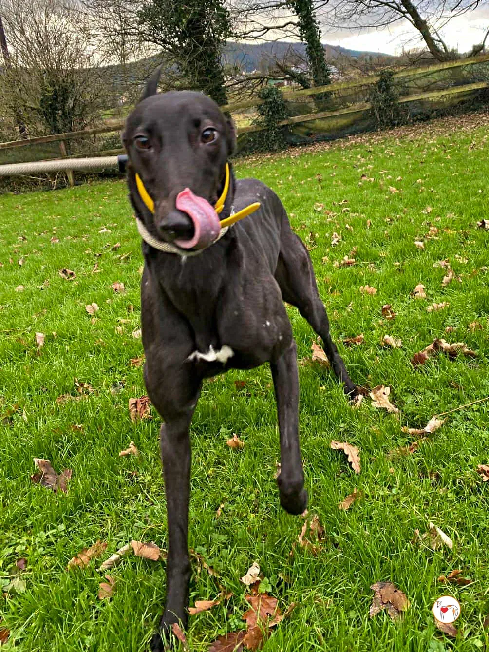 kate grey adozione 07