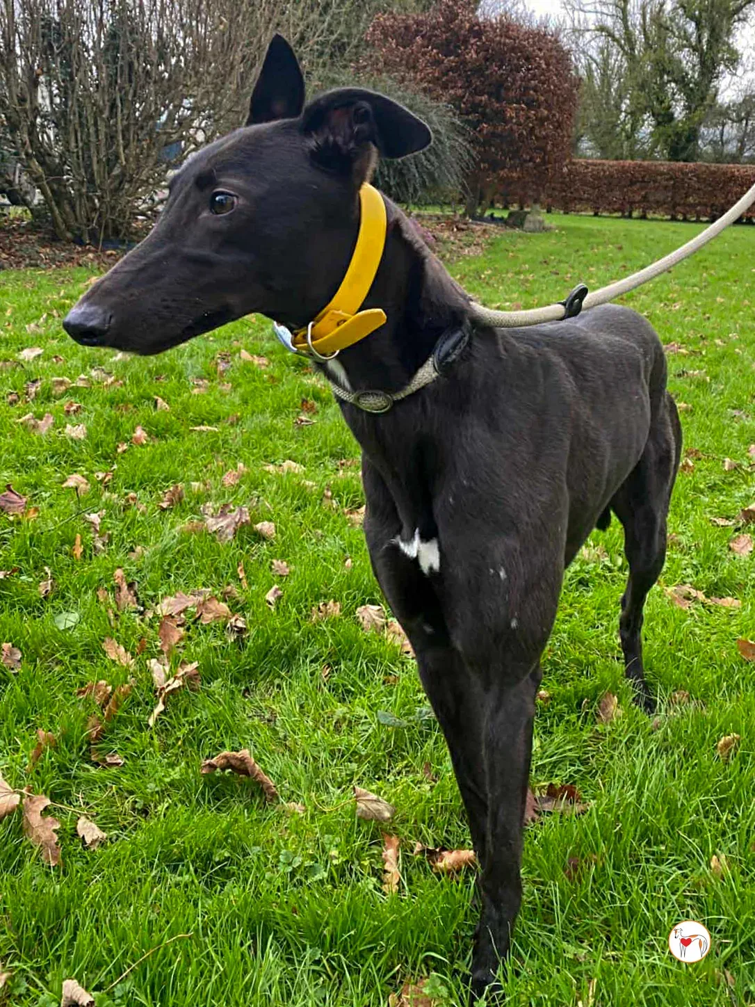 kate grey adozione 08