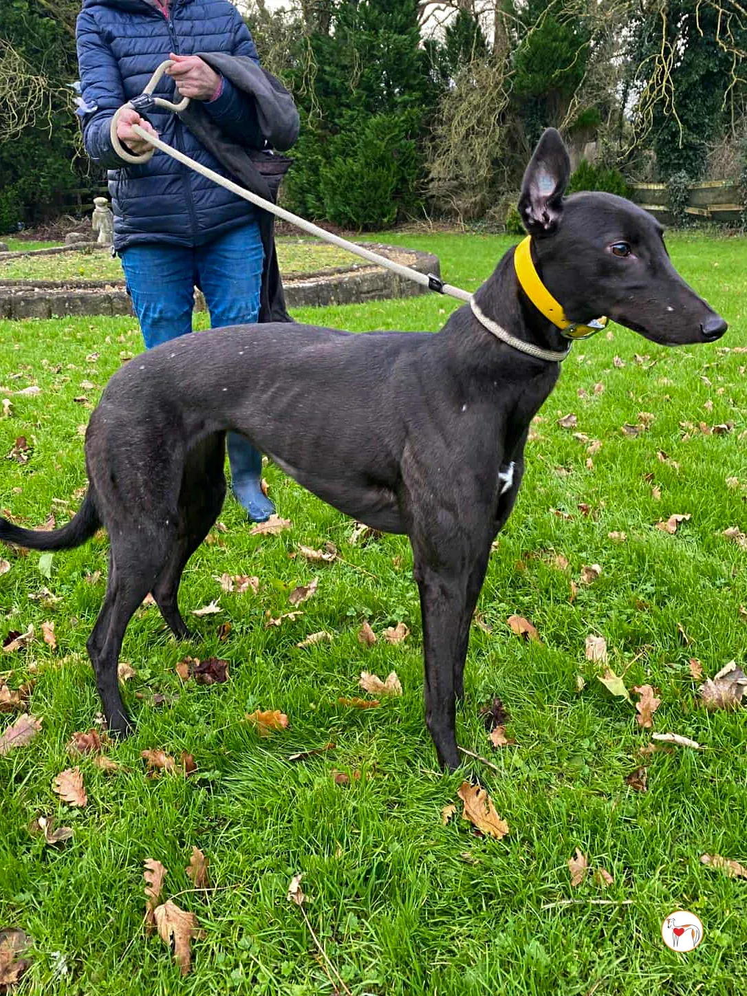 kate grey adozione 09