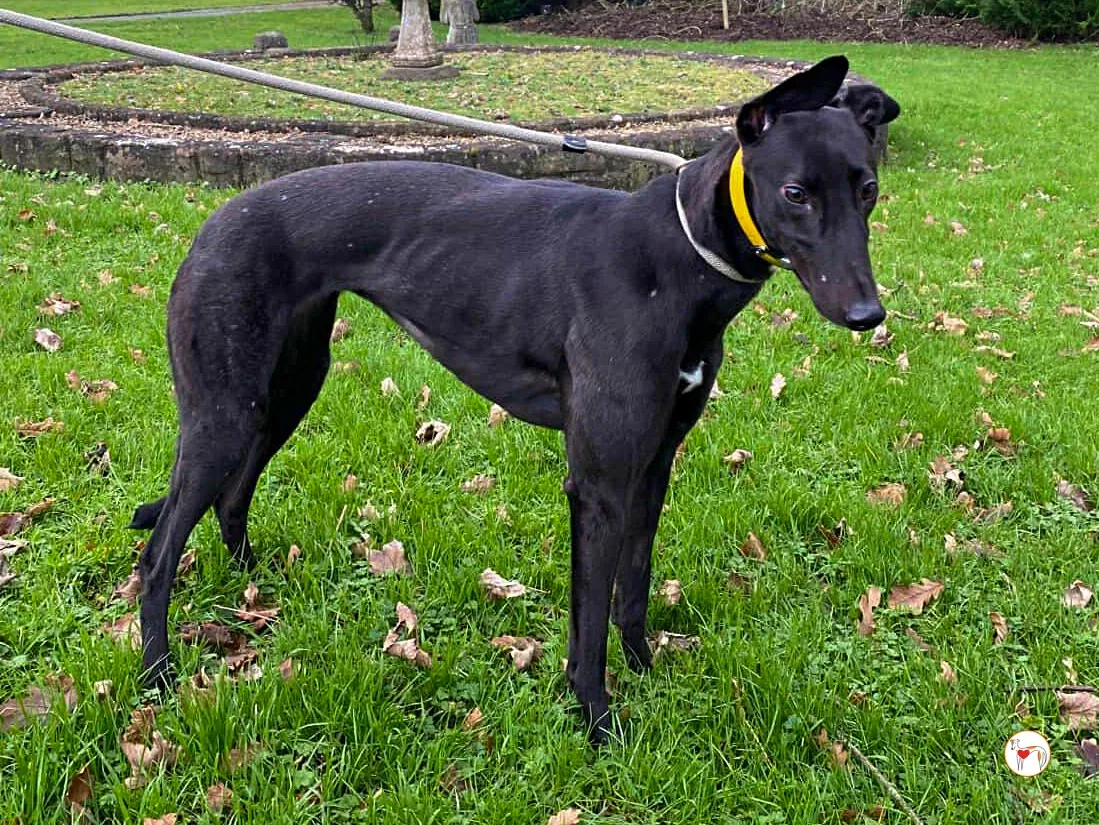 kate grey adozione 10