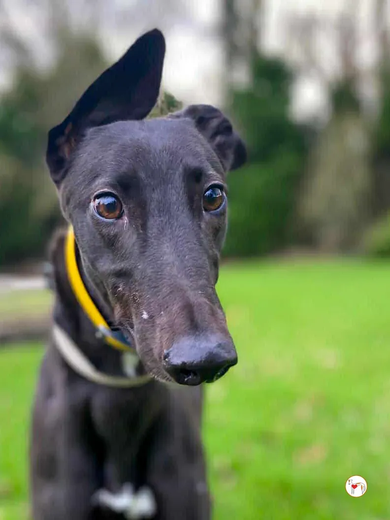 kate grey adozione 11