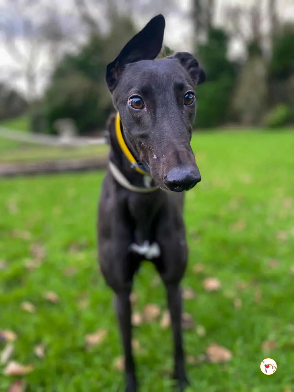 kate grey adozione 12