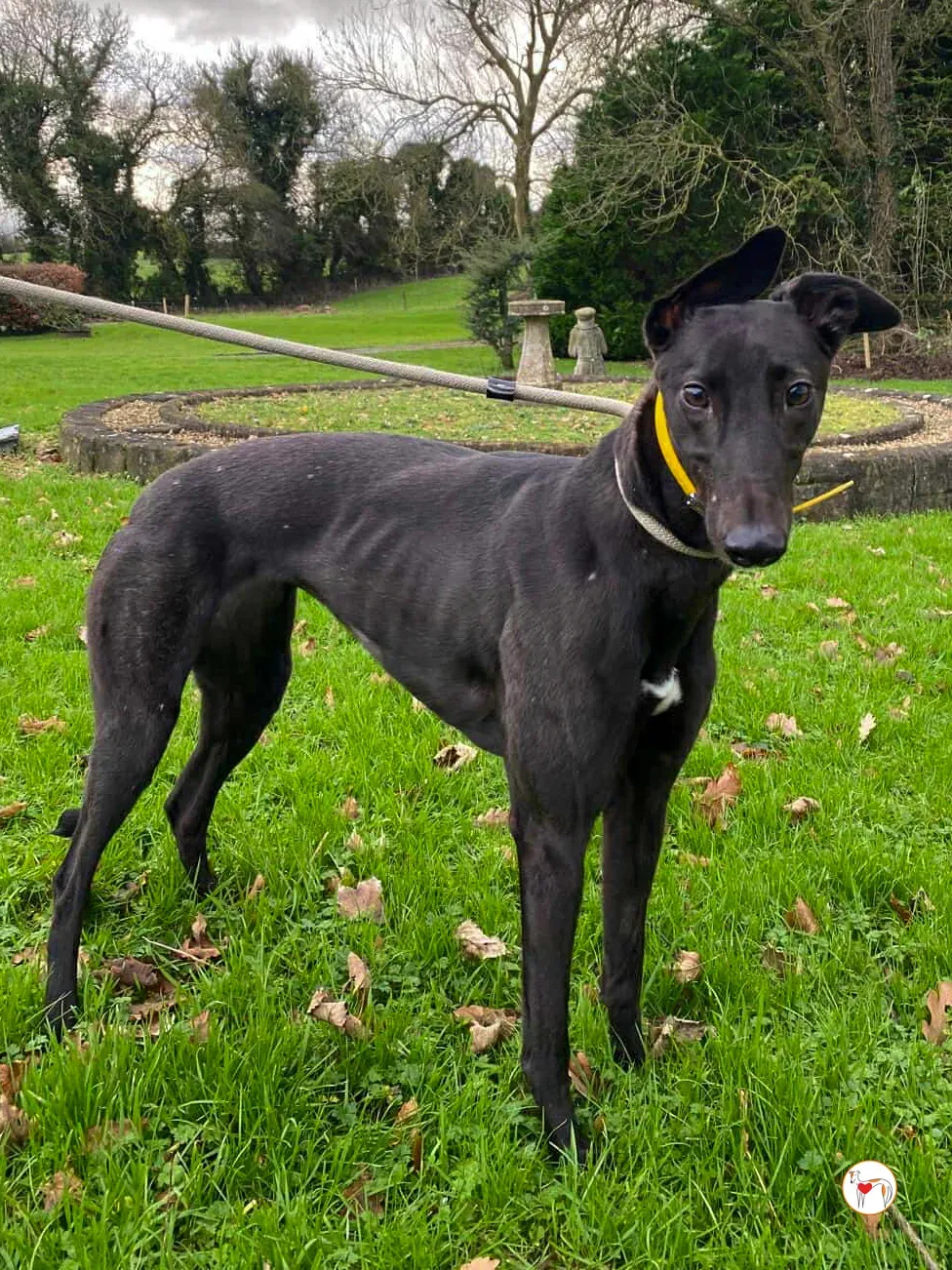 kate grey adozione 13