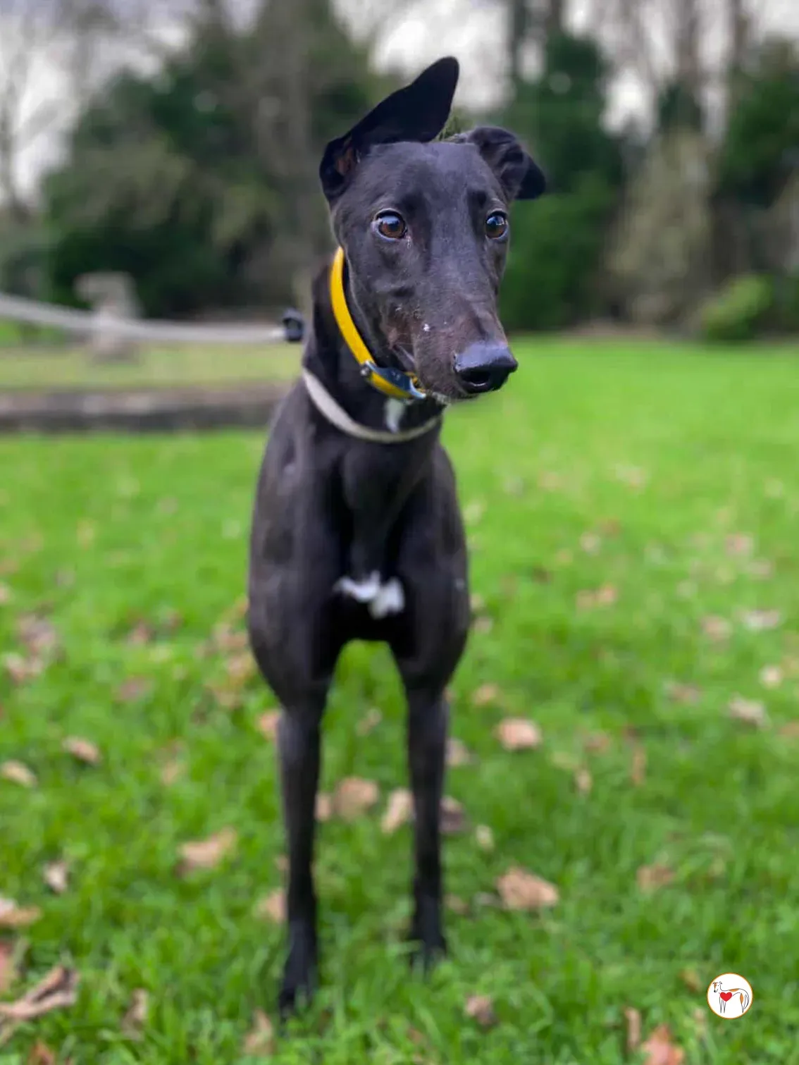 kate grey adozione 14