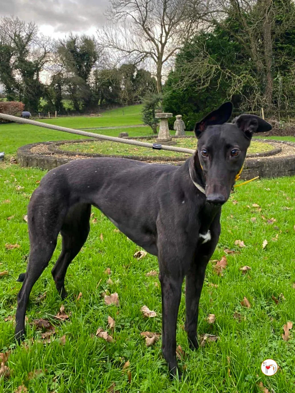 kate grey adozione 15