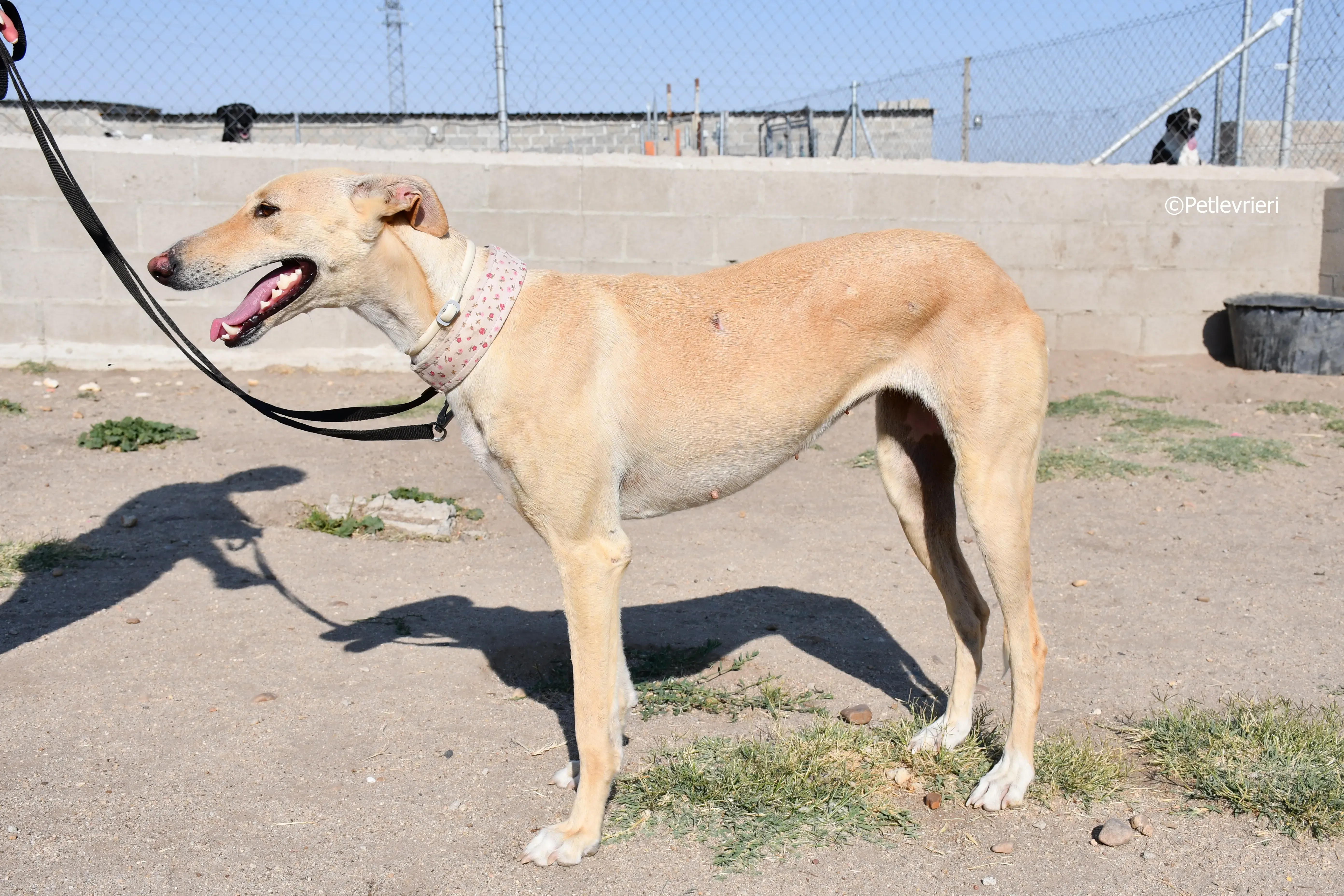 katrina adozione levrieri galgo 1