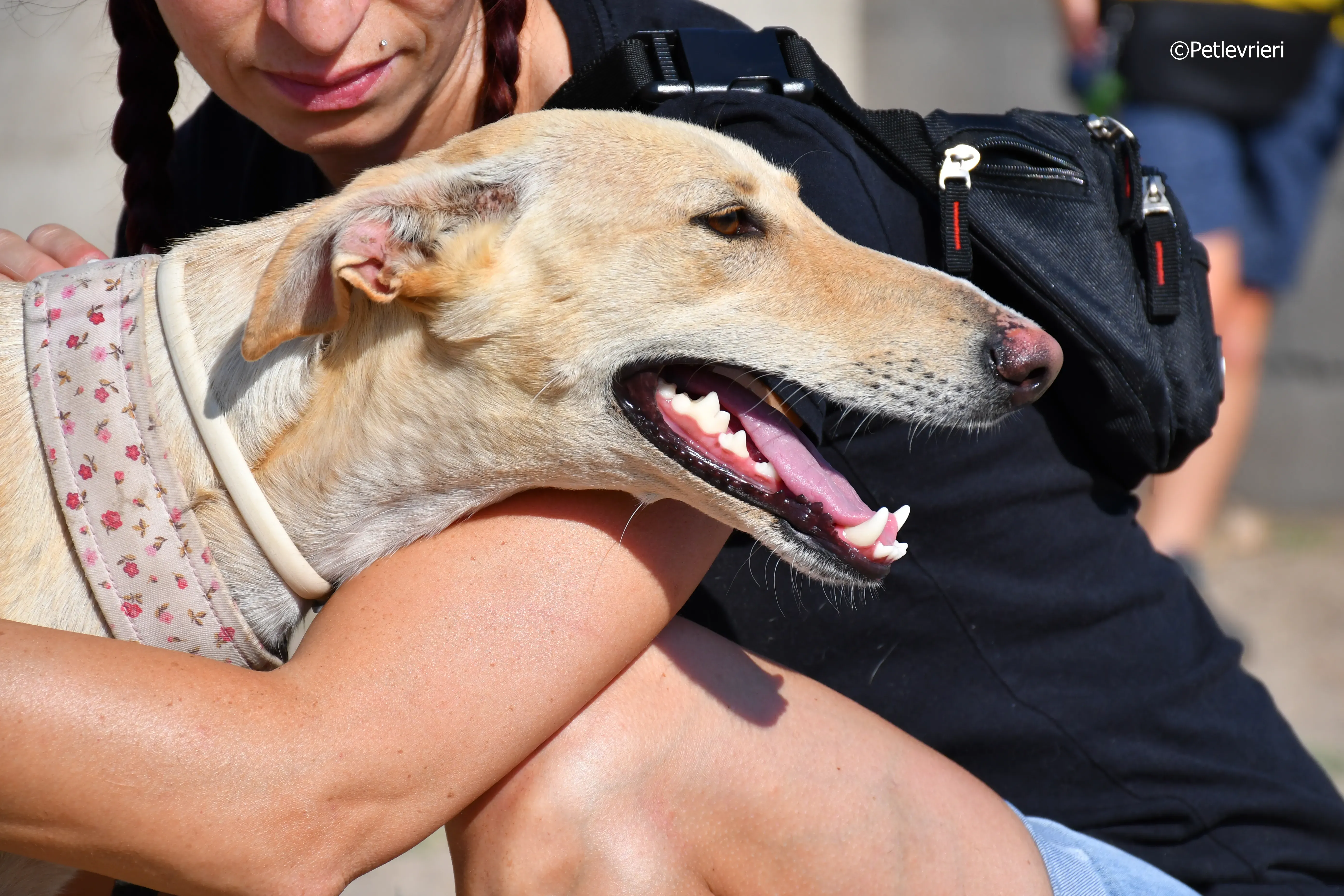 katrina adozione levrieri galgo 10
