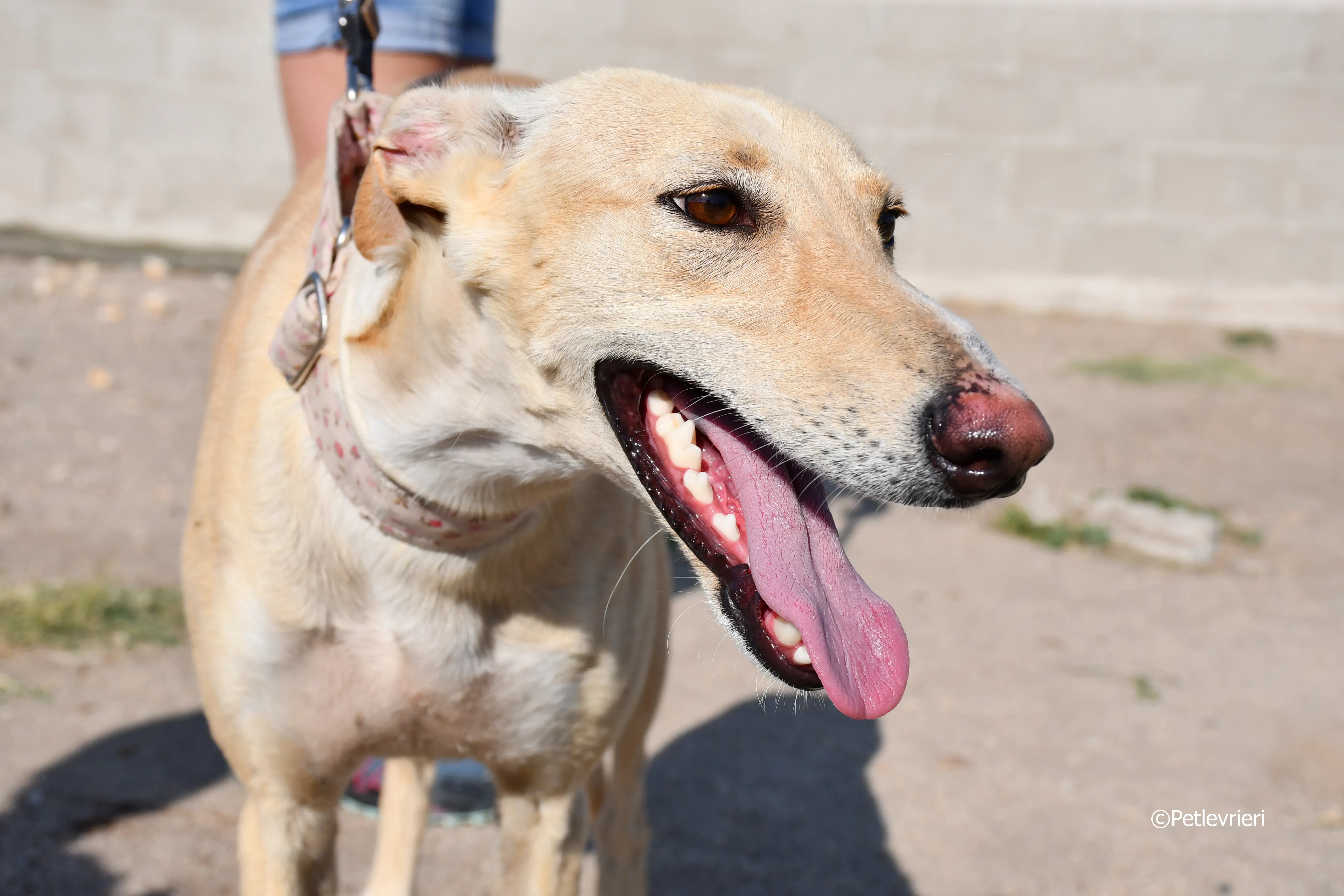 katrina adozione levrieri galgo 2