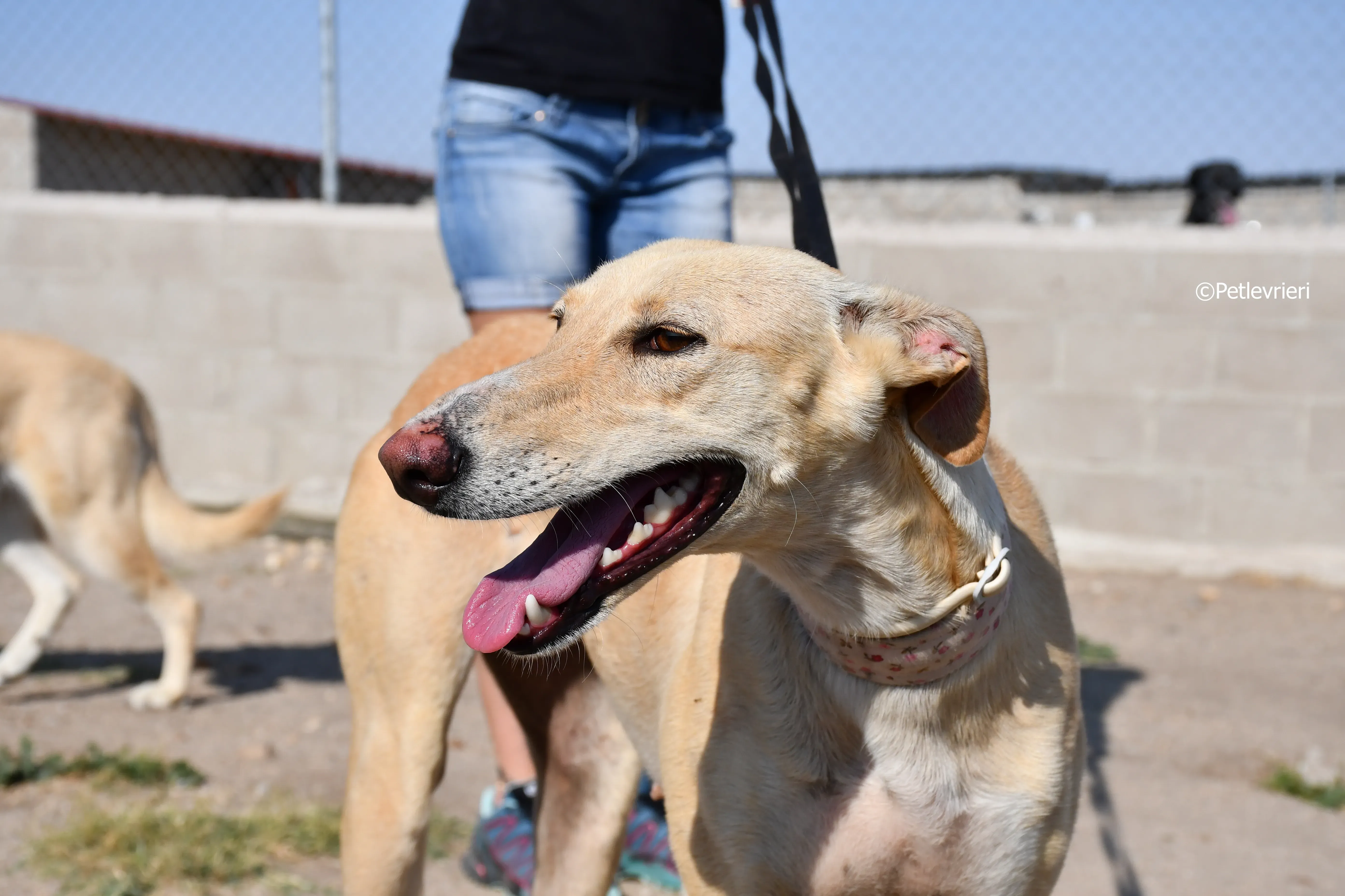 katrina adozione levrieri galgo 3