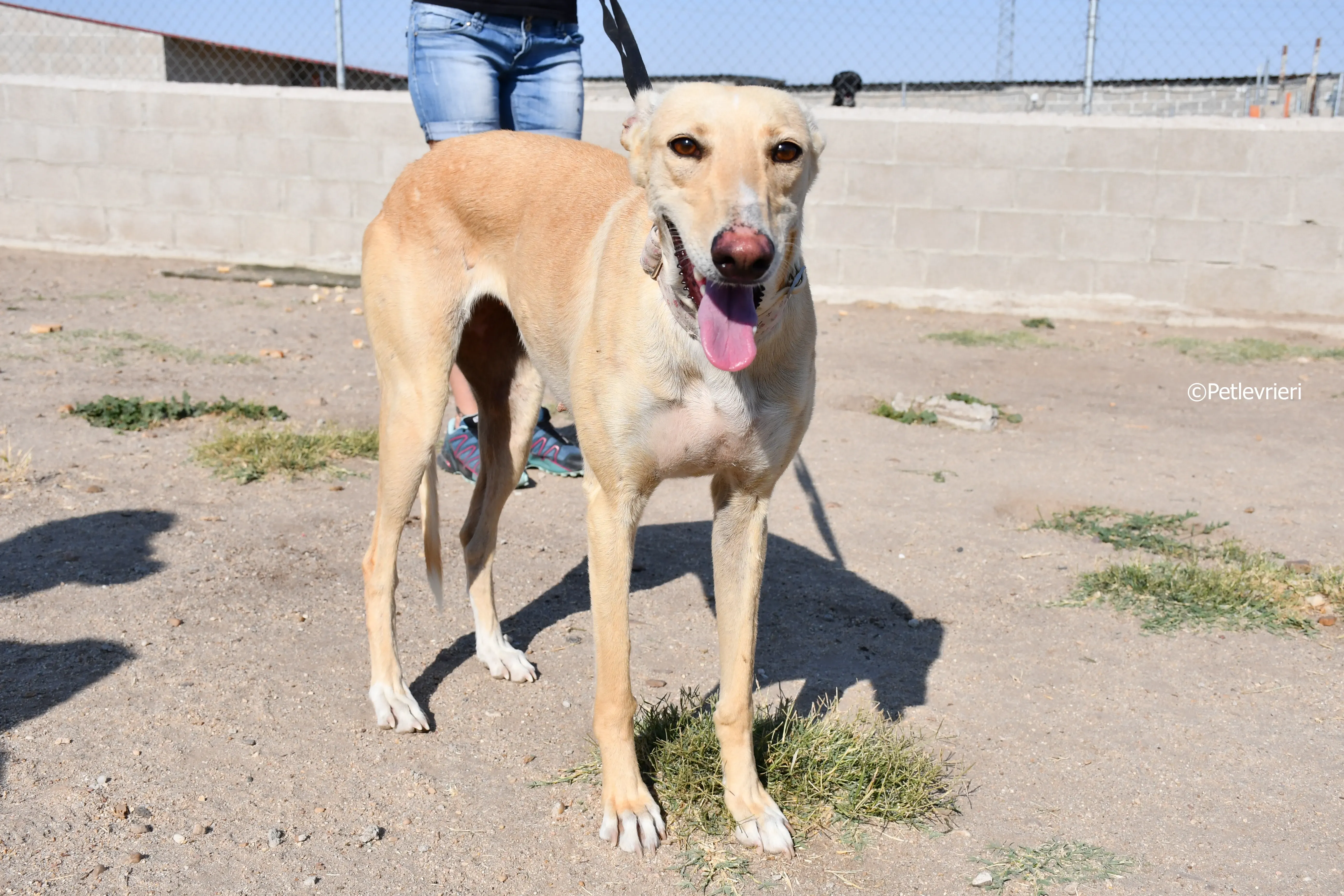 katrina adozione levrieri galgo 4