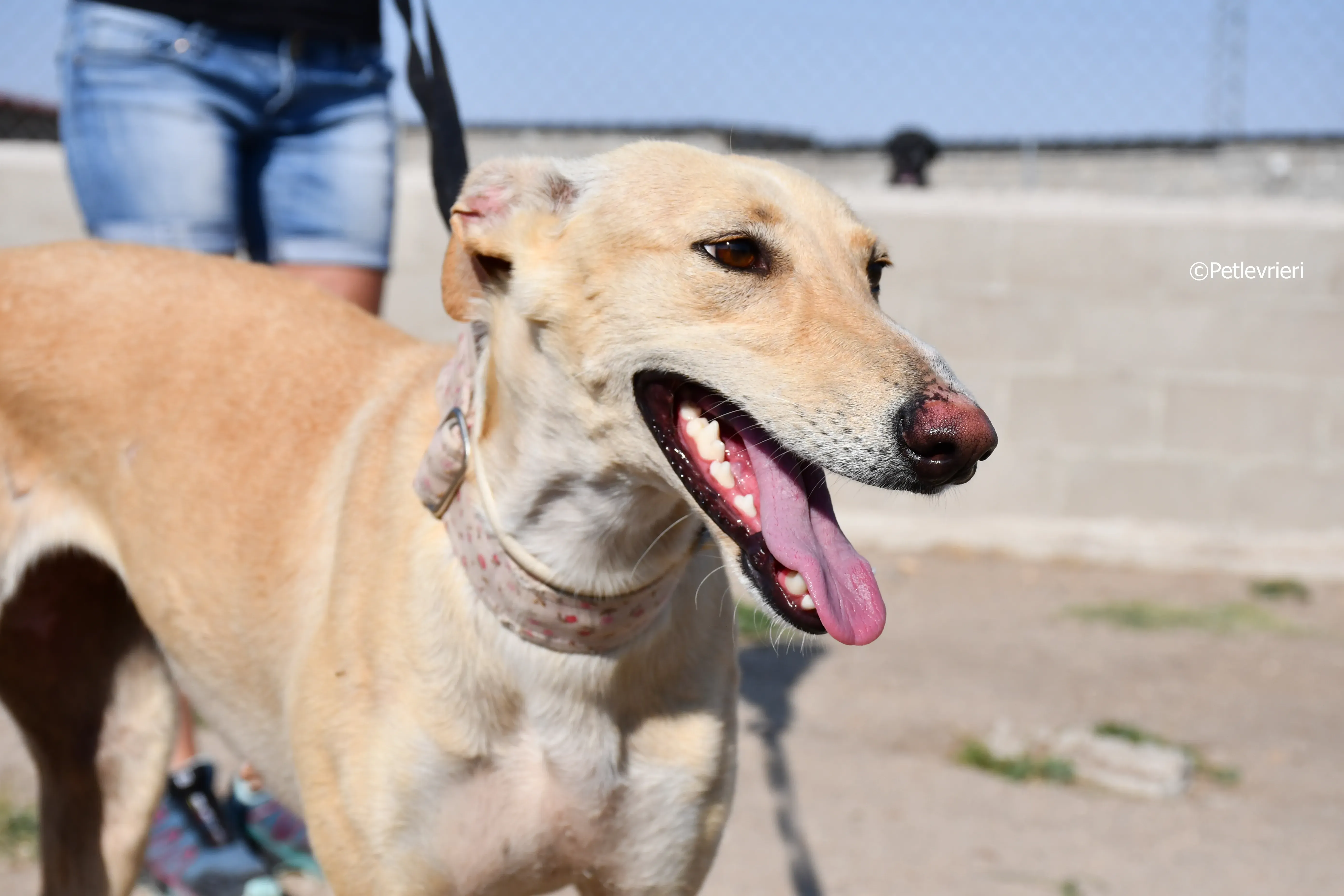 katrina adozione levrieri galgo 5