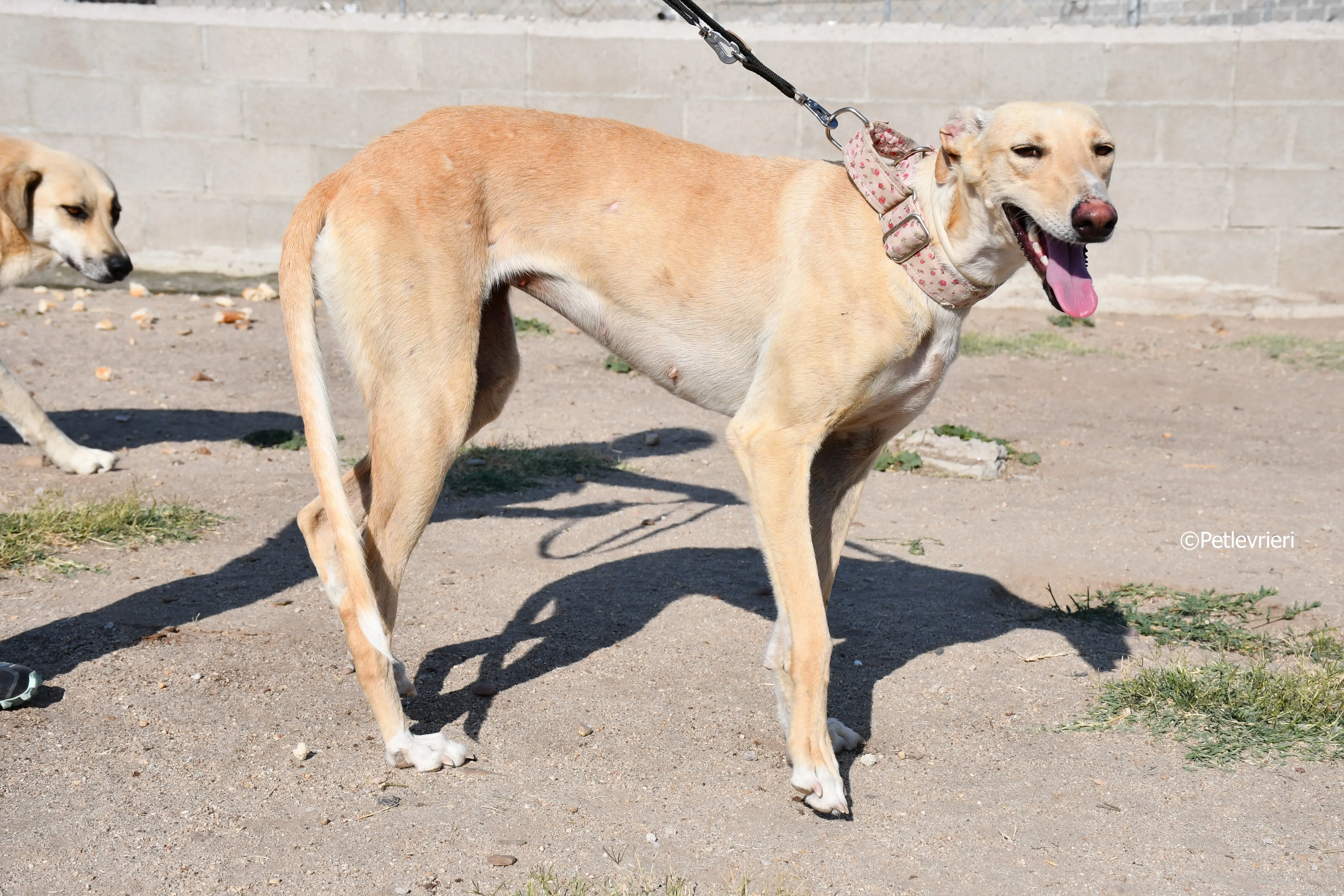katrina adozione levrieri galgo 6