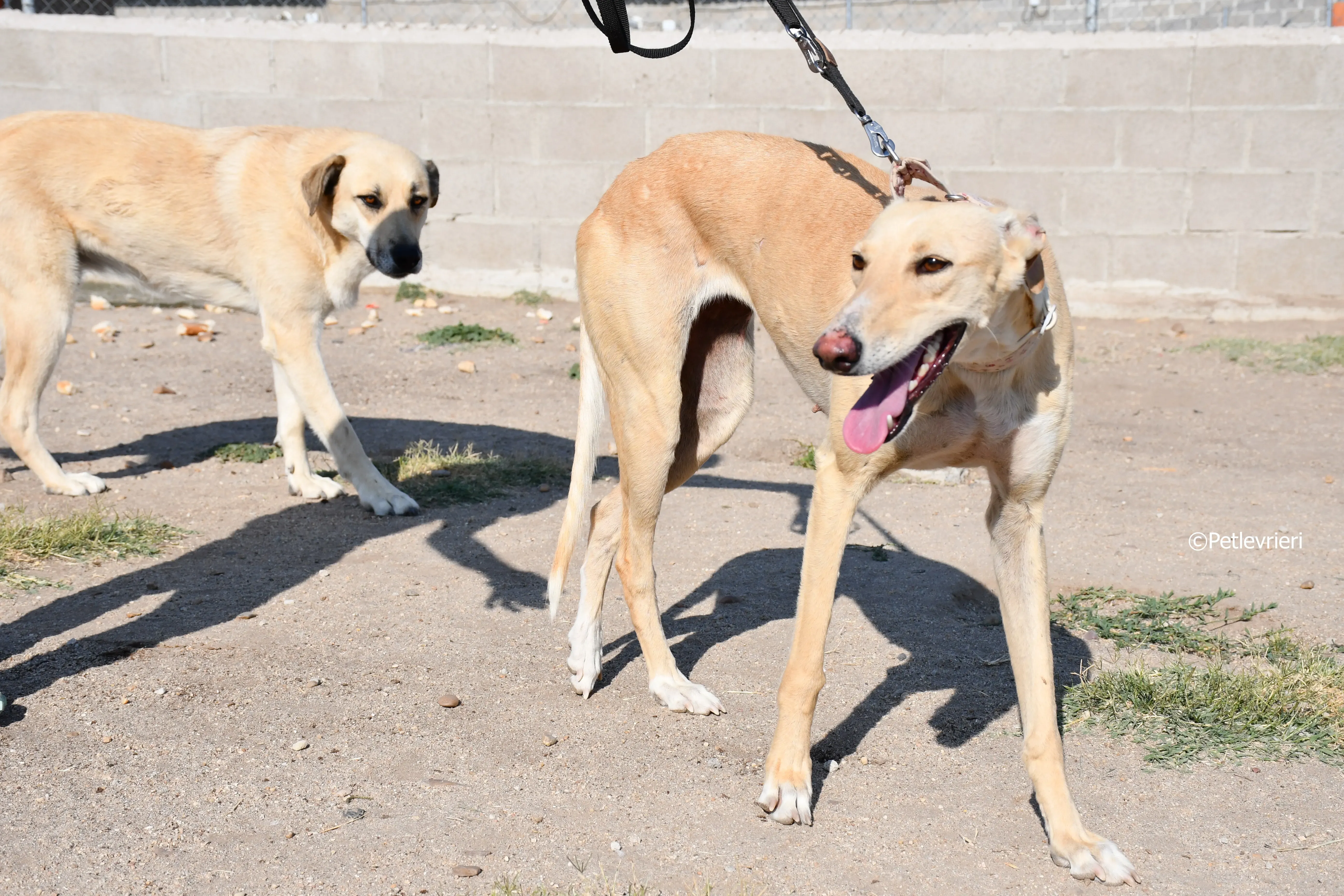 katrina adozione levrieri galgo 7